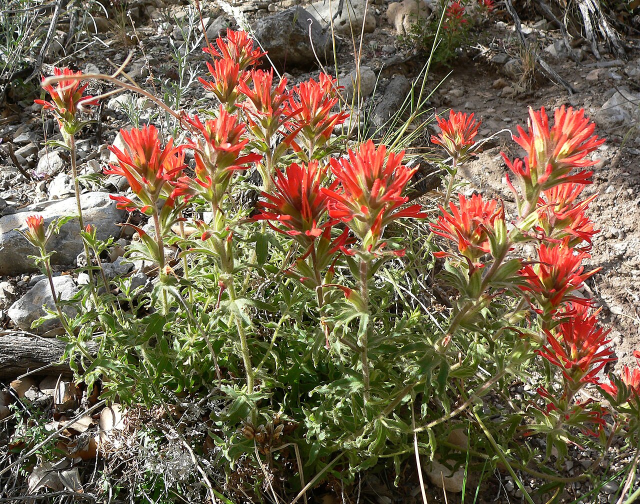 Castilleja martini: Castilleja applegatei subsp. martinii in bottom of wash about 1 km west of Willow Spring, Red Rock Canyon, Spring Mountains, southern Nevada
