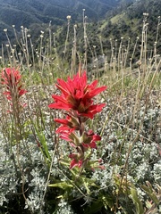 Castilleja martini (Castilleja martini)