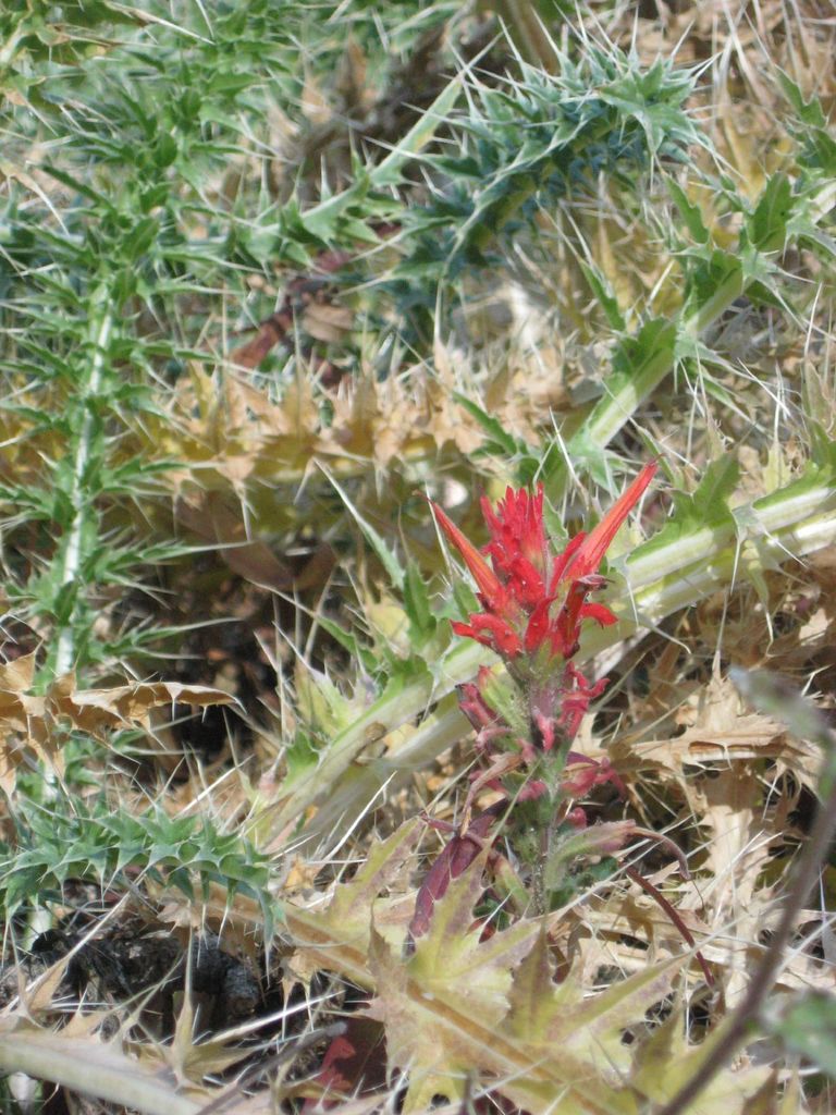 Castilleja martini (Castilleja martini)