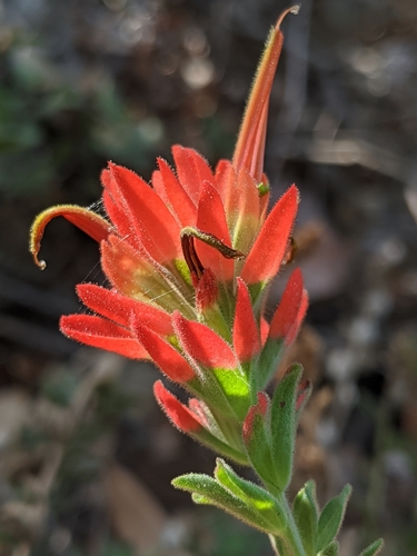 Castilleja martini (Castilleja martini)