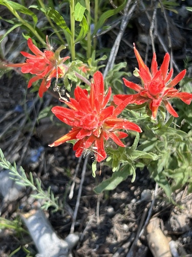 Castilleja martini (Castilleja martini)