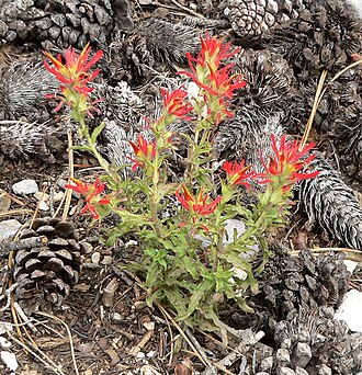 Castilleja martini: Castilleja applegatei subsp. martinii on North Loop trail east of Mummy Mountain, Spring Mountains , southern Nevada