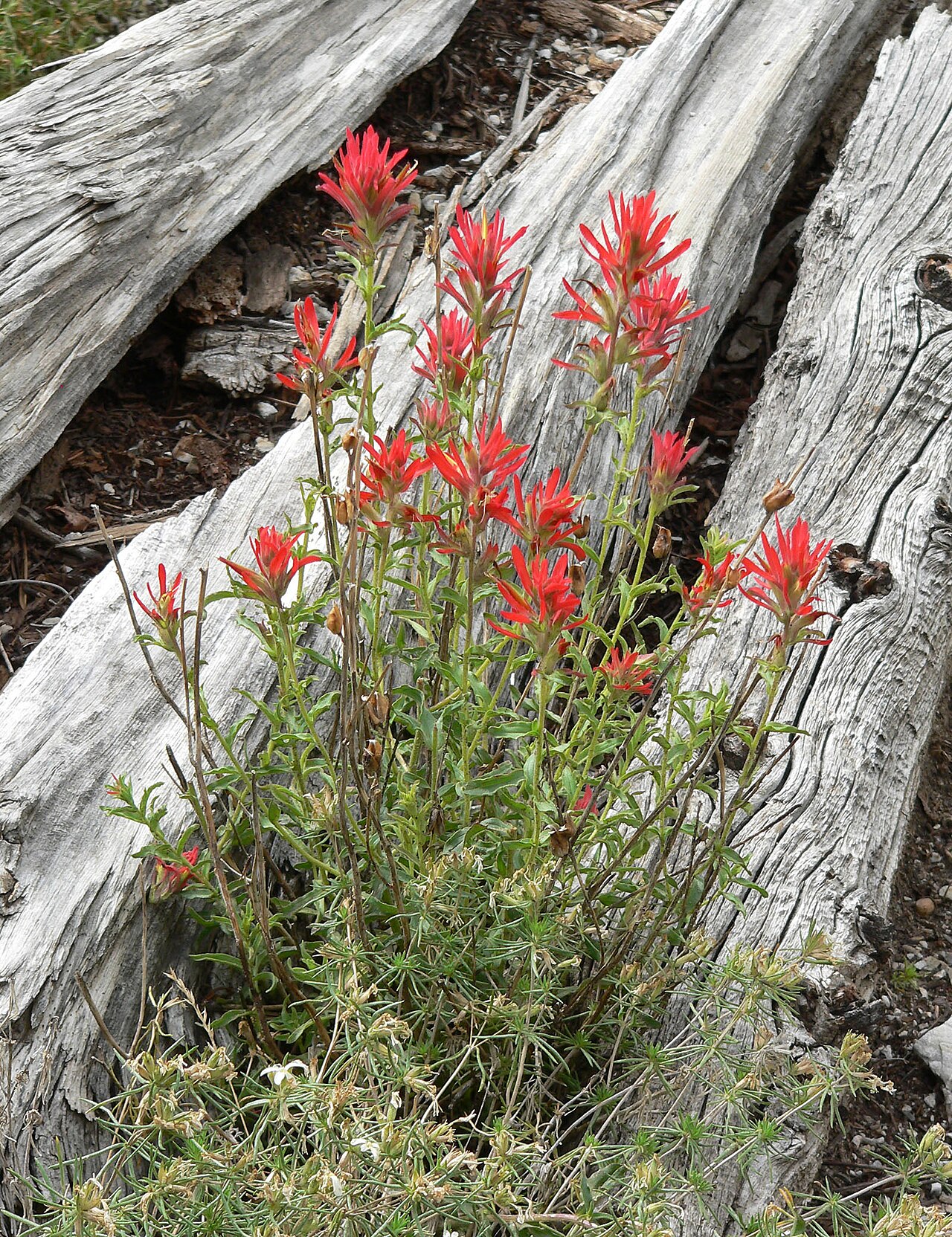 Castilleja martini: Castilleja applegatei subsp. martinii on North Loop trail east of Mummy Mountain, Spring Mountains , southern Nevada