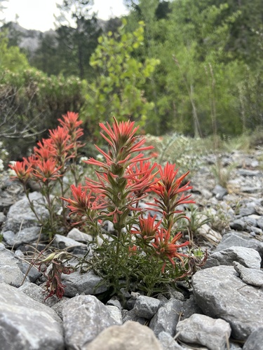 Castilleja martini (Castilleja martini)