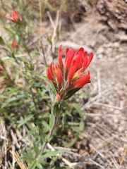 Castilleja martini (Castilleja martini)
