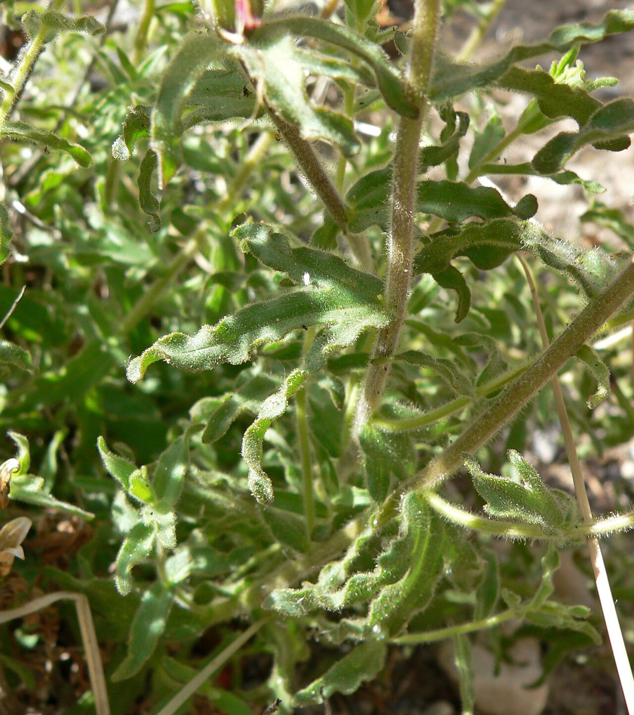 Castilleja martini: Castilleja applegatei subsp. martinii in bottom of wash about 1 km west of Willow Spring, Red Rock Canyon, Spring Mountains, southern Nevada