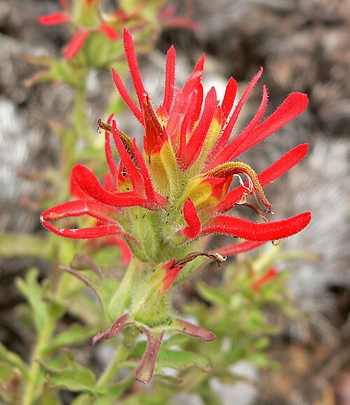 Castilleja martini: Castilleja applegatei subsp. martinii on North Loop trail east of Mummy Mountain, Spring Mountains , southern Nevada