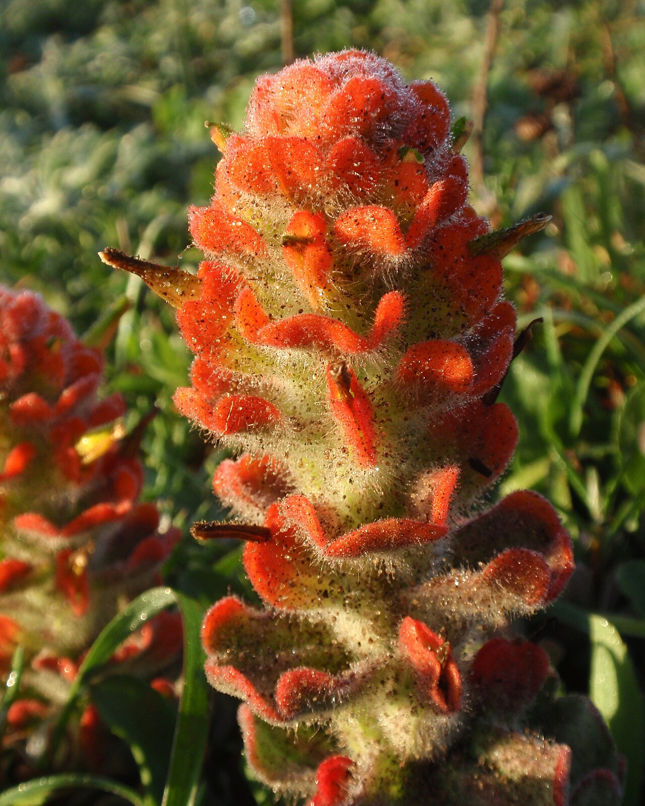 Mendocino Coast Indian paintbrush: Castilleja Mendocinensis 02