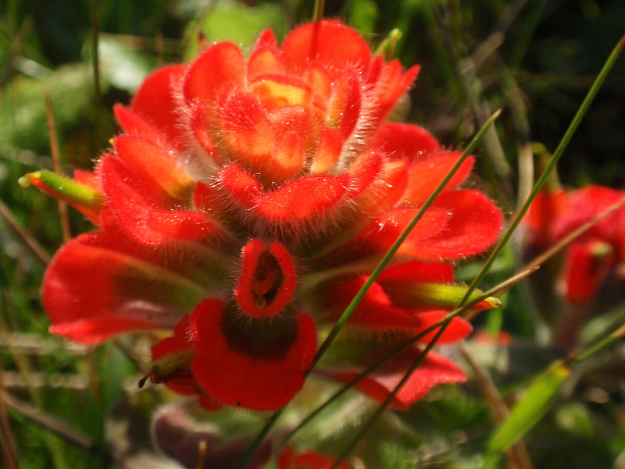 Mendocino Coast Indian paintbrush: Castilleja Mendocinensis 05