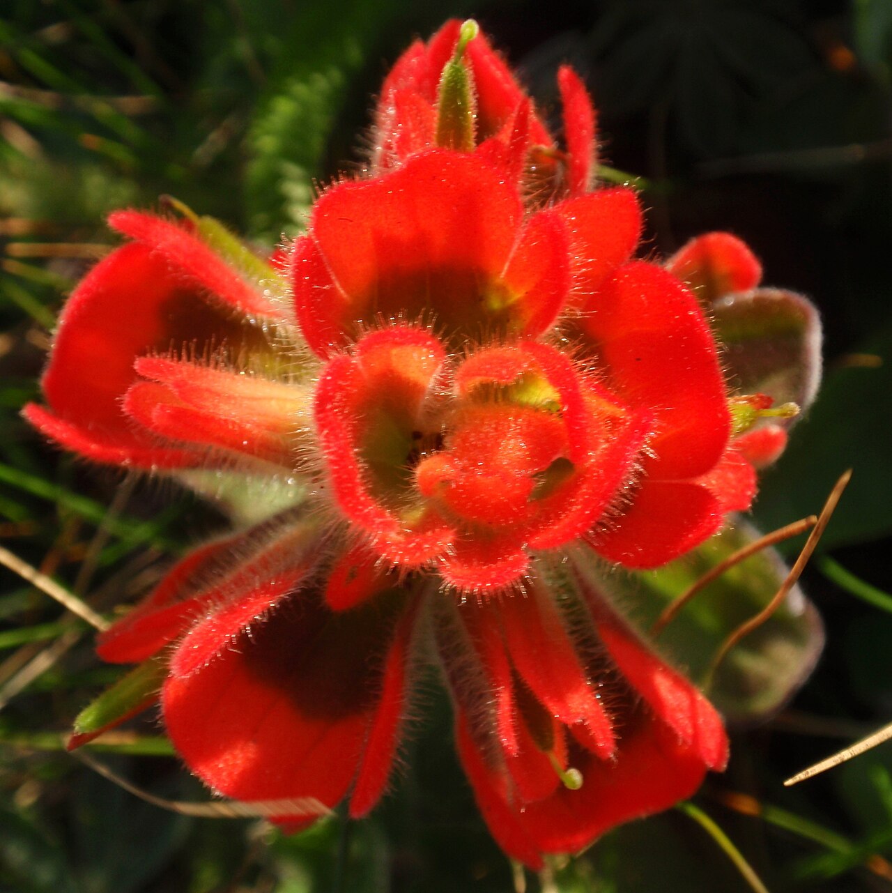 Mendocino Coast Indian paintbrush: Castilleja mendocinensis