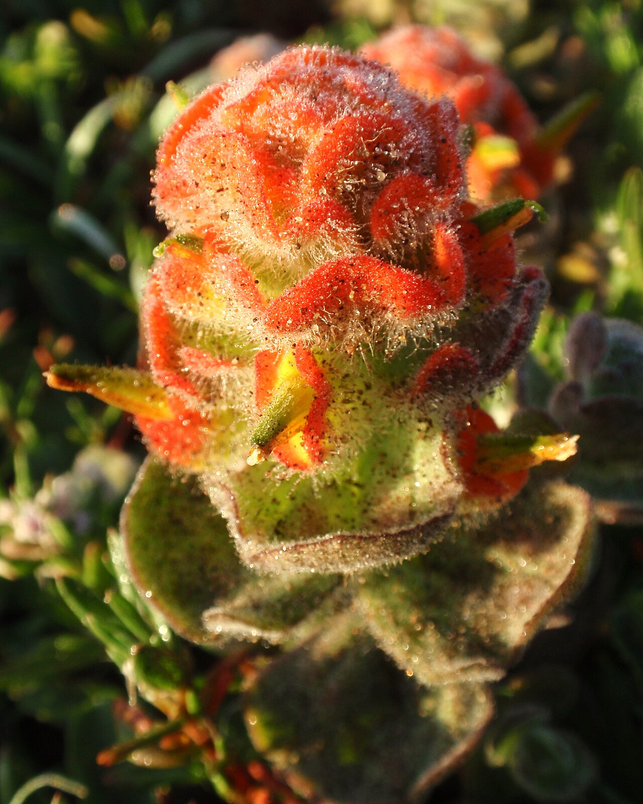 Mendocino Coast Indian paintbrush: Castilleja Mendocinensis 01
