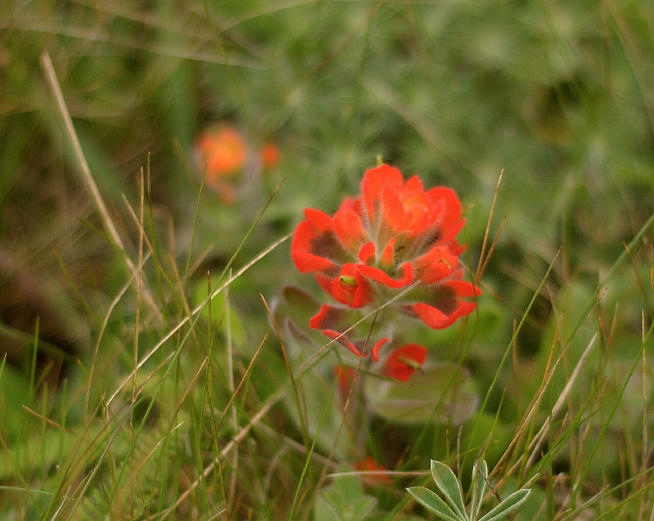 Mendocino Coast Indian paintbrush: Castilleja Mendocinensis