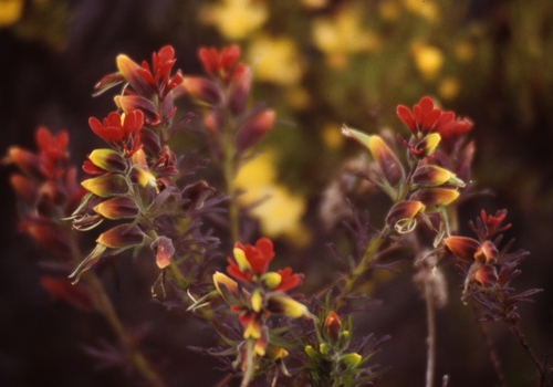 Castilleja meridensis (Castilleja meridensis)