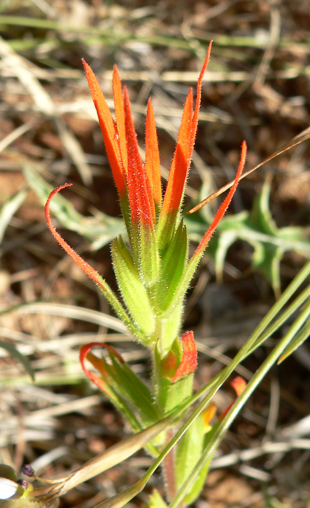 Lesser Indian paintbrush: Castilleja minor subsp. minor in Calico Basin , west of Las Vegas, Nevada