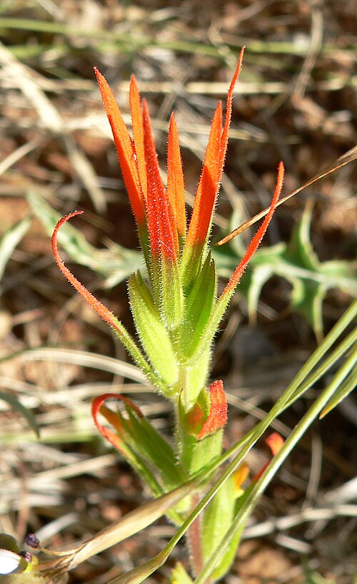 Lesser Indian paintbrush: Castilleja minor subsp. minor in Calico Basin , west of Las Vegas, Nevada