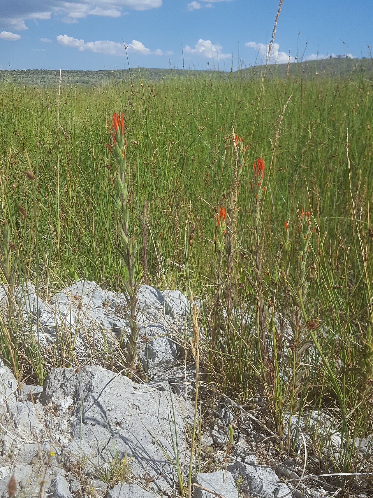 Lesser Indian paintbrush: Seep Paintbrush ( Castilleja minor ) in the United States