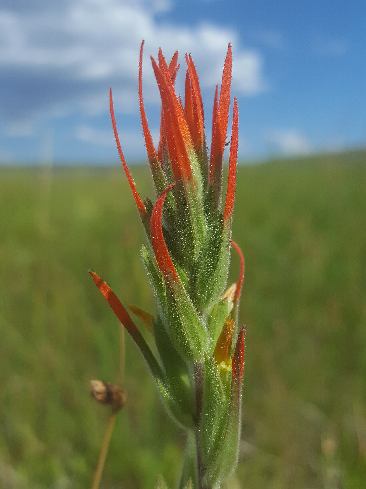 Lesser Indian paintbrush: Seep Paintbrush ( Castilleja minor ) in the United States