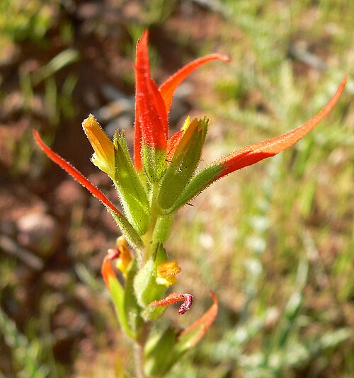 Lesser Indian paintbrush: Castilleja minor subsp. minor in Calico Basin , west of Las Vegas, Nevada