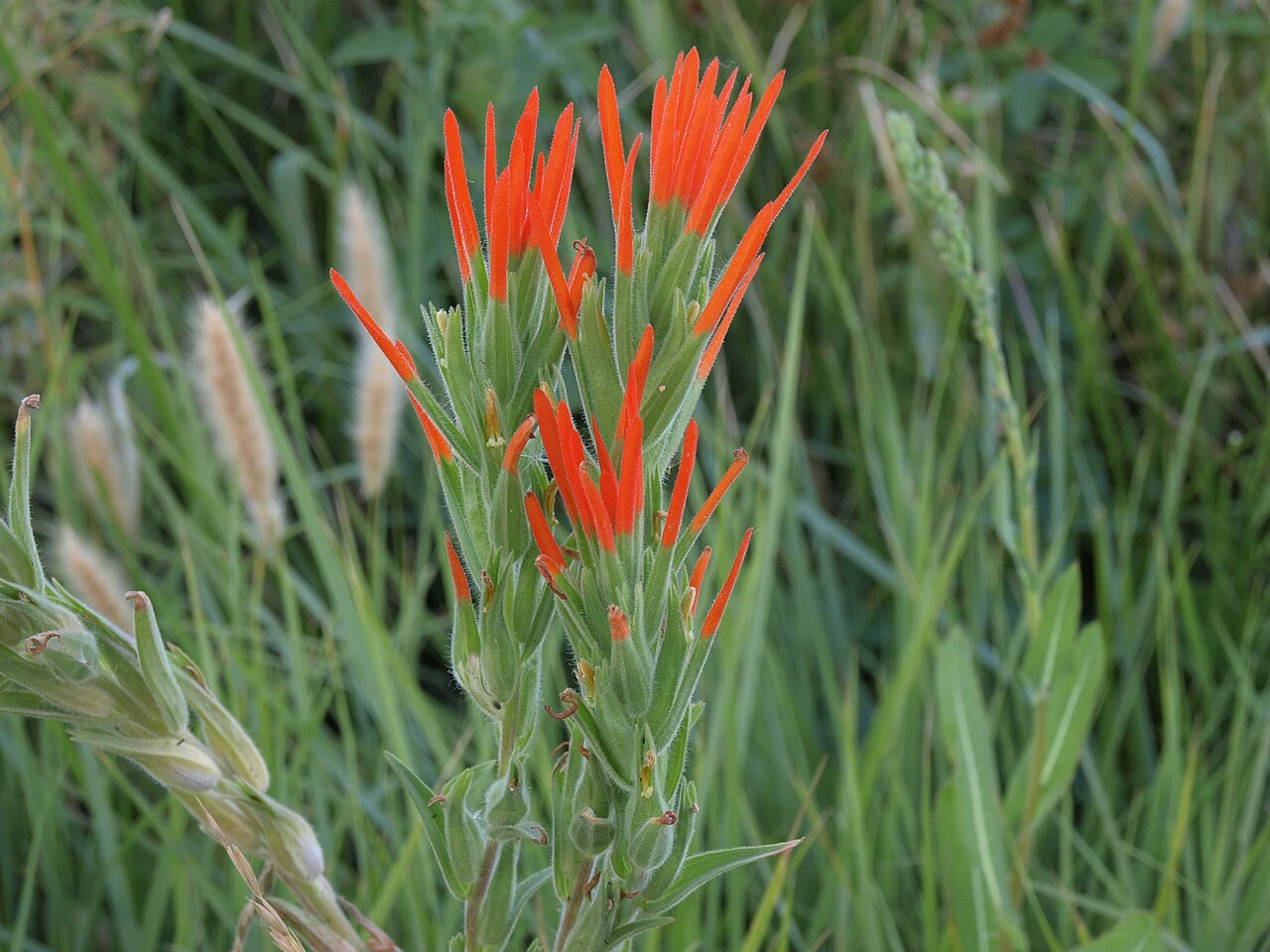 Lesser Indian paintbrush: alkali paintbrush, Castilleja minor var. exilis, White Mountains, elevation 1675 m