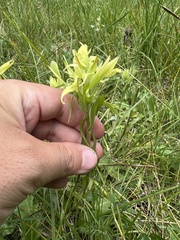 Castilleja mogollonica (Castilleja mogollonica)