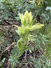 Castilleja mogollonica (Castilleja mogollonica)