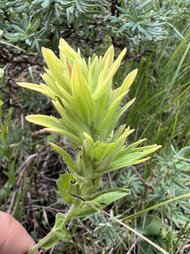 Castilleja mogollonica (Castilleja mogollonica)