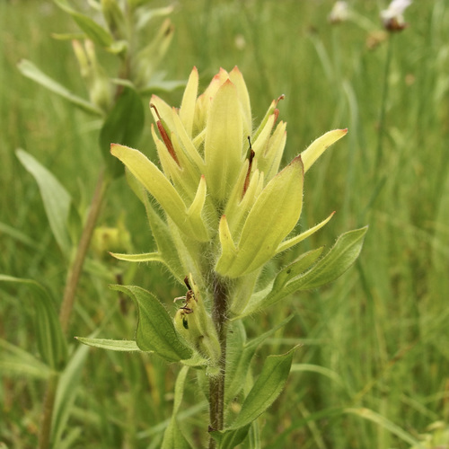 Castilleja mogollonica (Castilleja mogollonica)