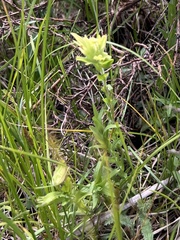 Castilleja mogollonica (Castilleja mogollonica)
