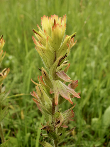 Castilleja mogollonica (Castilleja mogollonica)