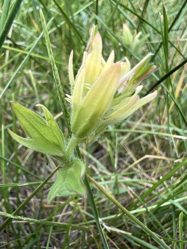 Castilleja mogollonica (Castilleja mogollonica)