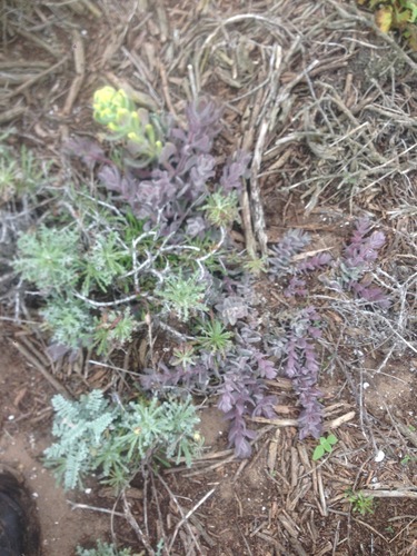 Softleaf Indian paintbrush (Castilleja mollis)