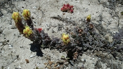 Softleaf Indian paintbrush (Castilleja mollis)