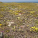 Softleaf Indian paintbrush (Castilleja mollis)