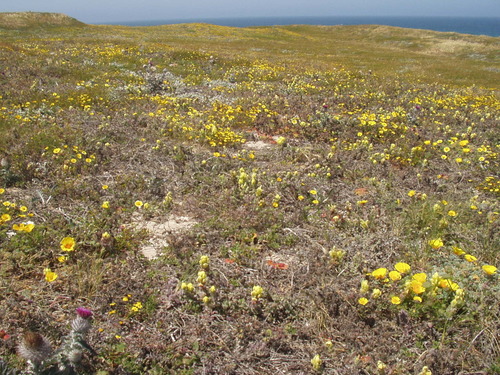 Softleaf Indian paintbrush (Castilleja mollis)