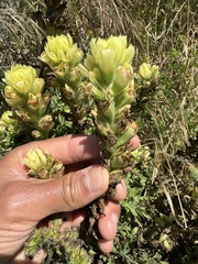 Softleaf Indian paintbrush (Castilleja mollis)