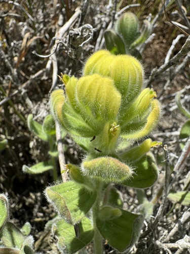 Softleaf Indian paintbrush (Castilleja mollis)