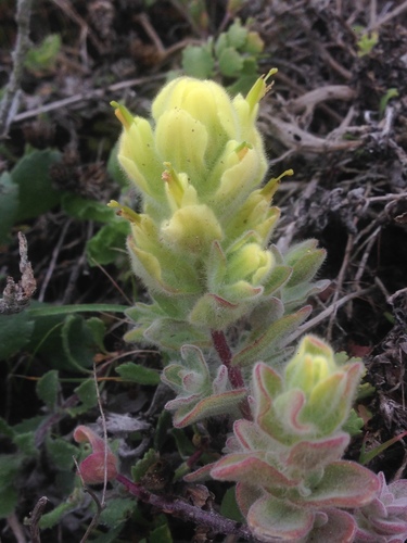 Softleaf Indian paintbrush (Castilleja mollis)