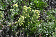 Softleaf Indian paintbrush (Castilleja mollis)
