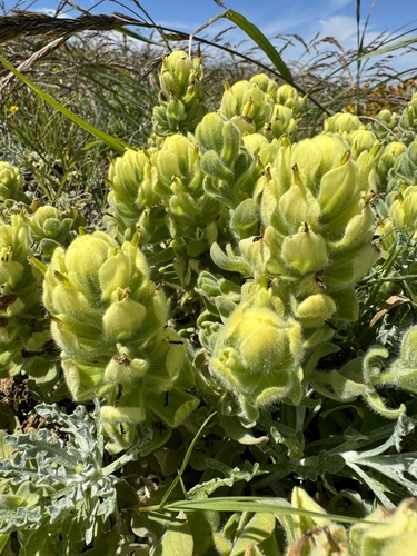 Softleaf Indian paintbrush (Castilleja mollis)