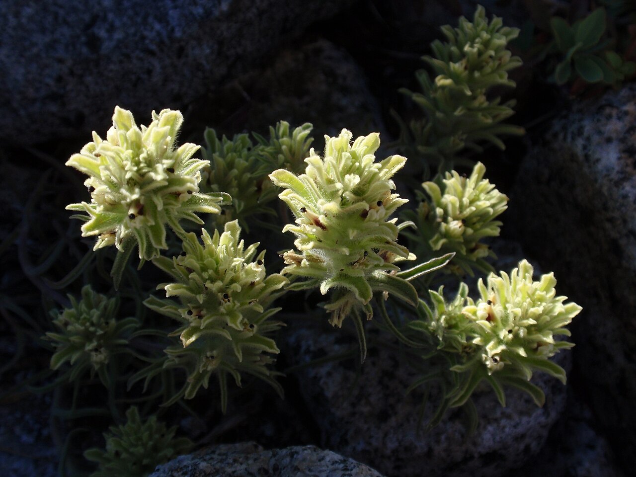 Dwarf alpine Indian paintbrush: Castilleja nana at Ottoway Lakes, Yosemite, California, USA.
