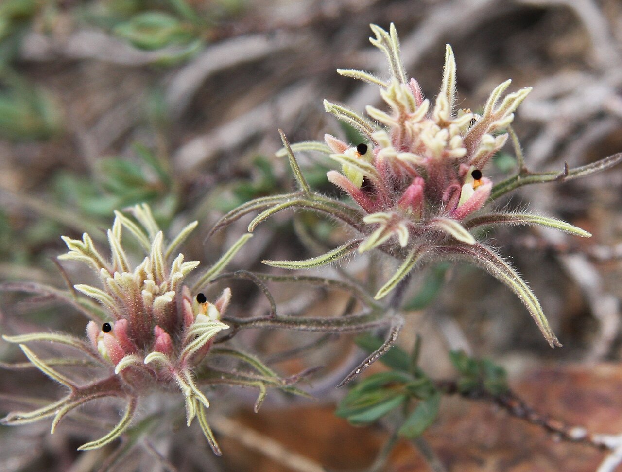 Dwarf alpine Indian paintbrush: Alpine paintbrush (Castilleja nana), closeup of darker-form flowerheads, with bracts shading from gray to reddish; black spots are the tips of the corollas of i