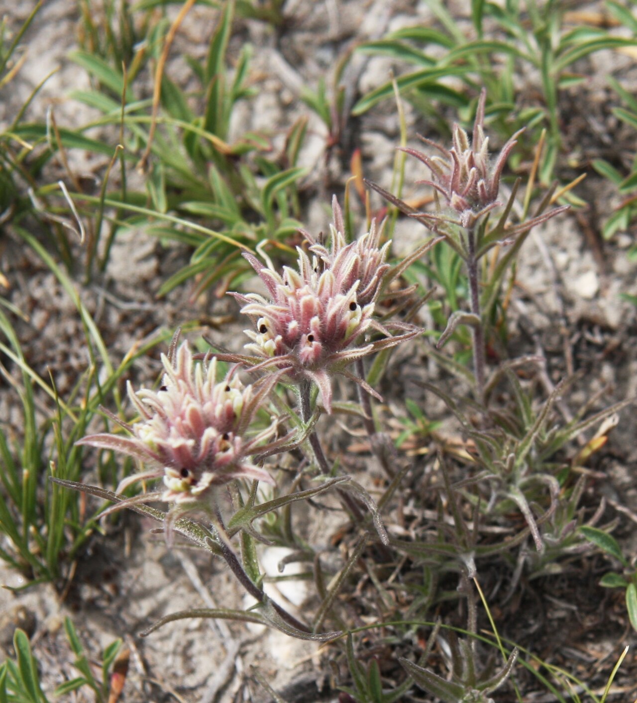 Dwarf alpine Indian paintbrush: Alpine paintbrush (Castilleja nana), darker form with bracts gray to dull reddish; black spots are the tips of the corollas of individual flowers. At 10,200ft a