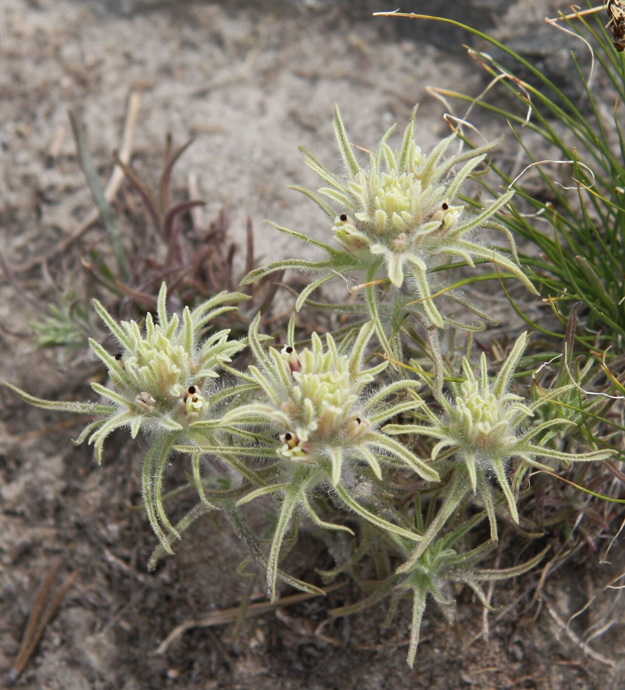 Dwarf alpine Indian paintbrush: Alpine paintbrush (Castilleja nana), green to yellowish form. At 10,200ft along loop trail south of Wasco Lake in 20-Lakes Basin, Hoover Wilderness, California.