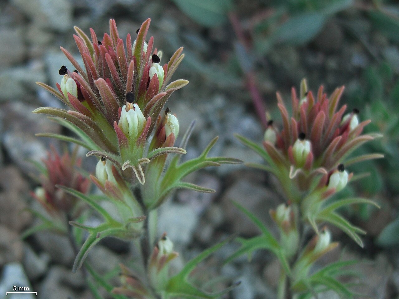 Dwarf alpine Indian paintbrush: Deadwood Peak, Mokelumne Wilderness, California, 20140628