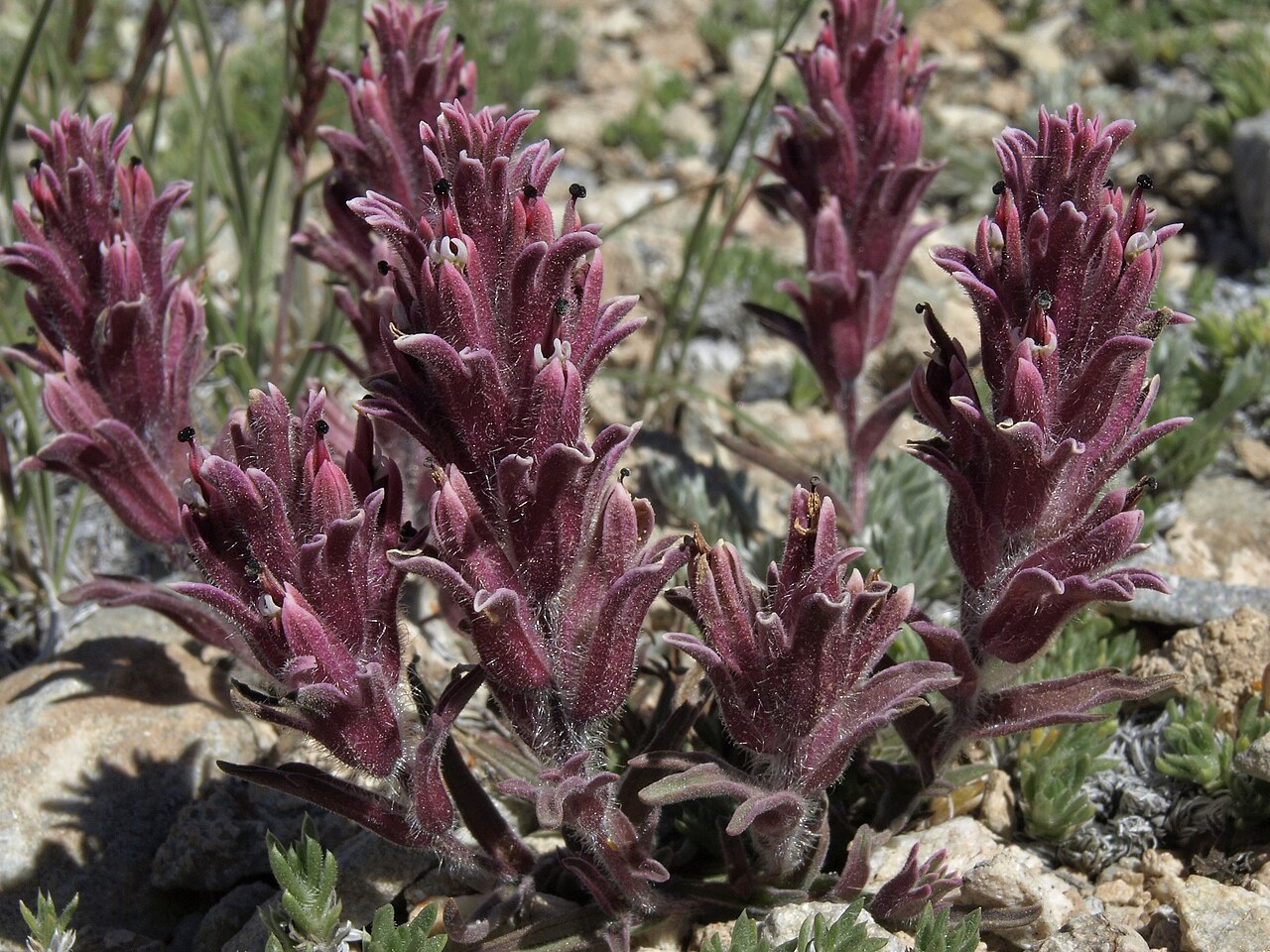 Dwarf alpine Indian paintbrush: alpine paintbrush, Castilleja nana, White Mountains, Inyo National Forest, elevation 3710 m (12170 ft). Another of my favorite flower palettes. Also visible is