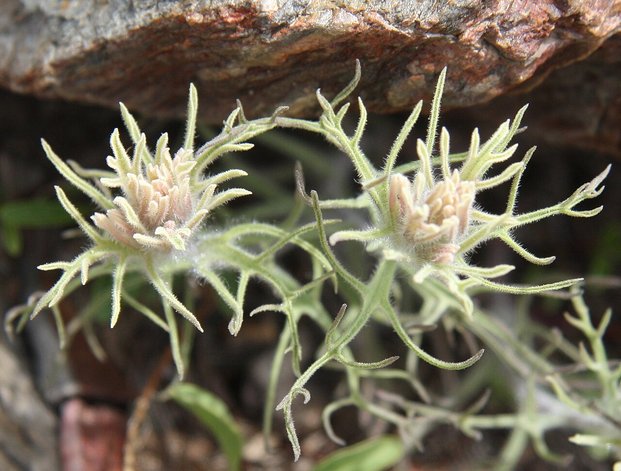 Dwarf alpine Indian paintbrush: Alpine paintbrush (Castilleja nana), closeup of green-form flowerheads, with bracts longer and strongly divided around the edges. At 10,200ft along loop trail s