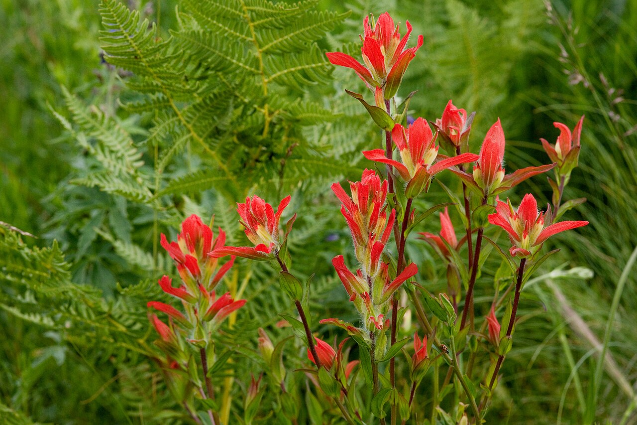 Rincon Mountain Indian paintbrush: Castilleja nelsonii on Escudilla Mountain, 33.929 -109.116, Apache County, Arizona, 3 Aug 2013.
