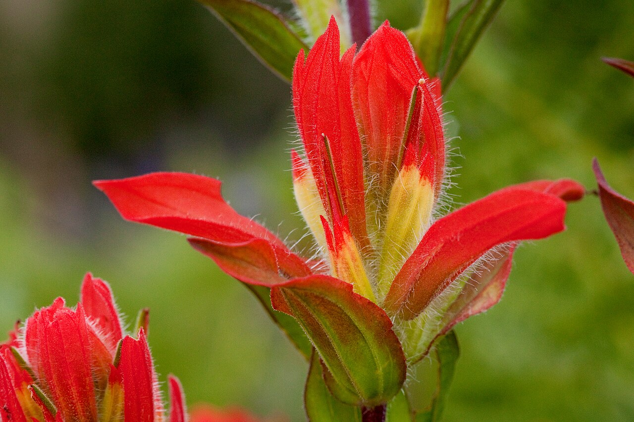 Rincon Mountain Indian paintbrush: Castilleja nelsonii on Escudilla Mountain, 33.929 -109.116, Apache County, Arizona, 3 Aug 2013.