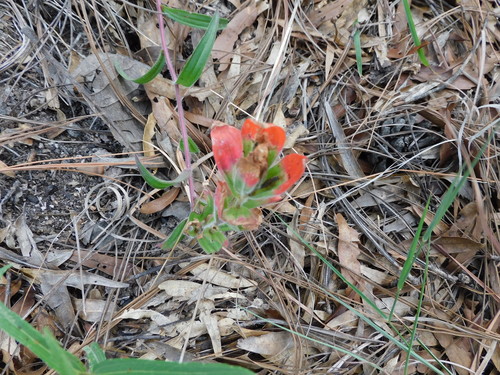 Trans-Pecos Indian paintbrush (Castilleja nervata)