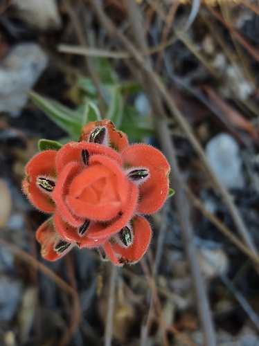 Trans-Pecos Indian paintbrush (Castilleja nervata)